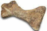 Hadrosaur (Edmontosaurus) Metatarsal (IV) - Wyoming #252284-3